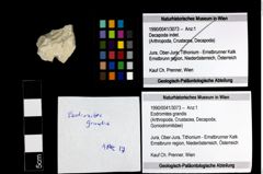 Foto (Objekt + Etiketten) von Eodromites grandis 